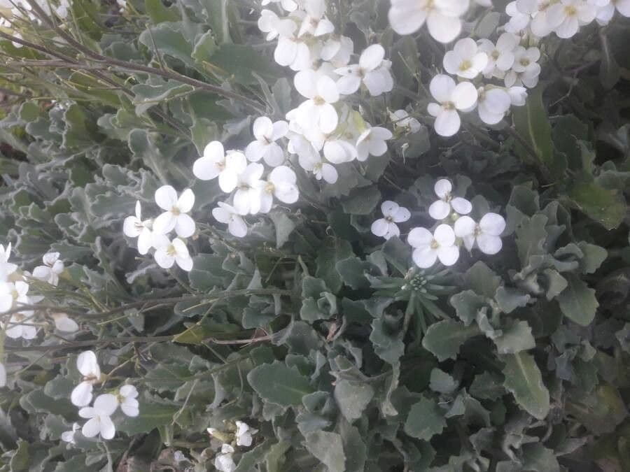 Arabette du Caucase 4