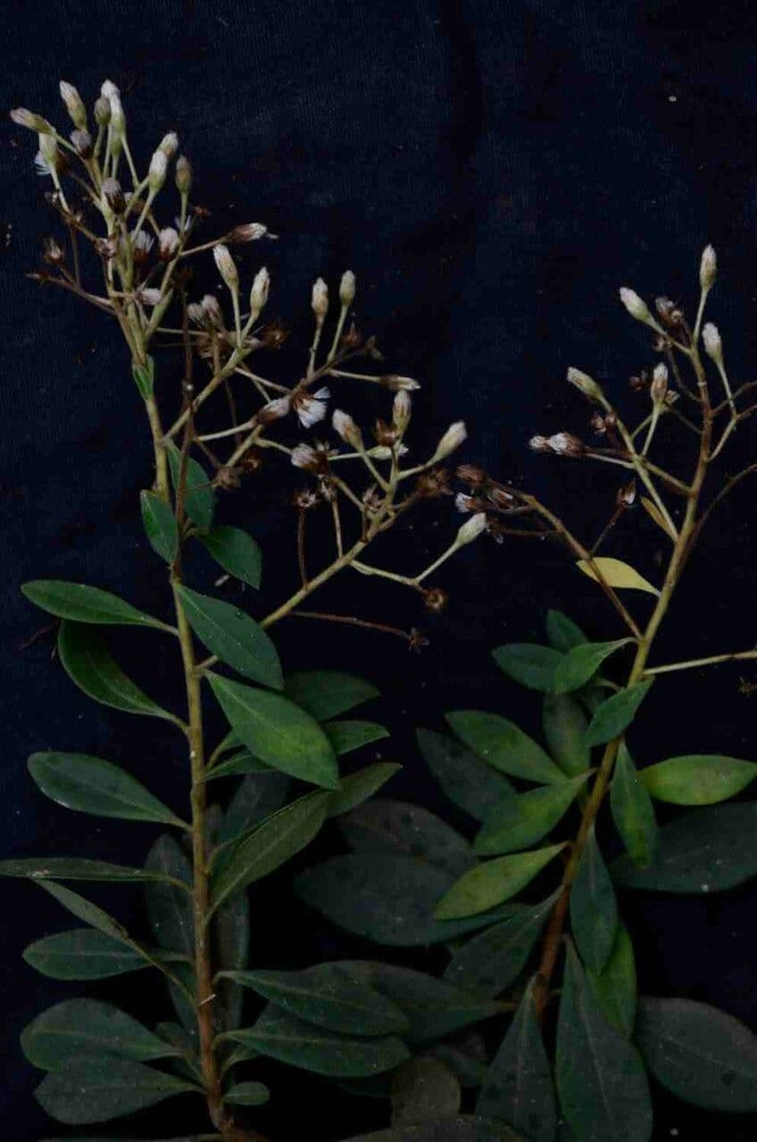 Baccharis 7