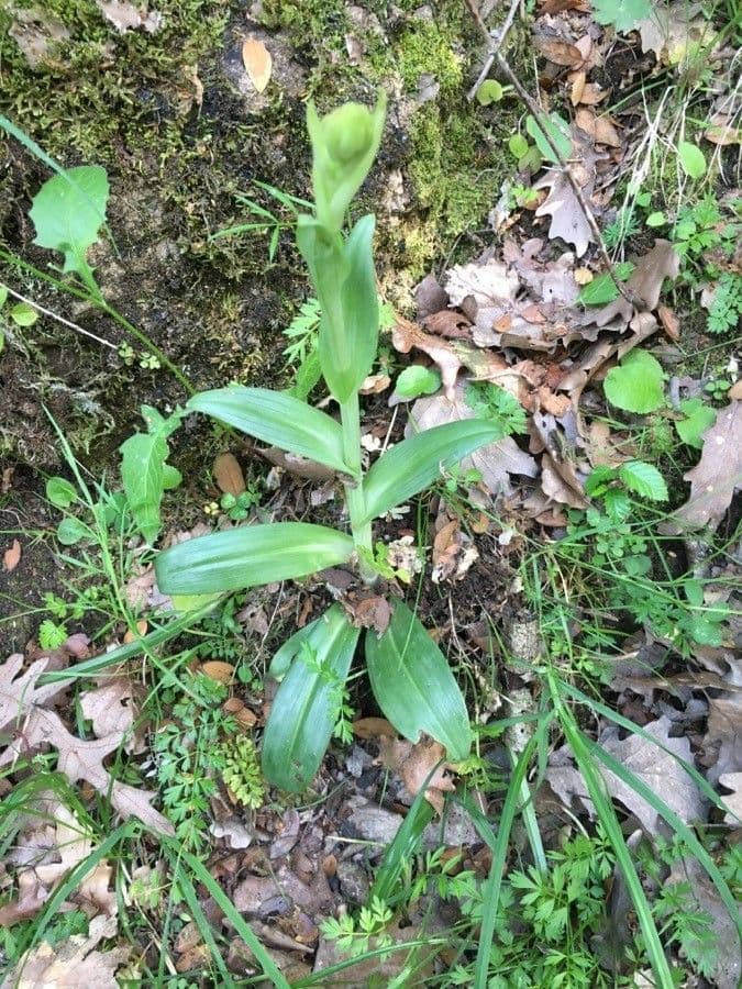 Platantera boreale 10