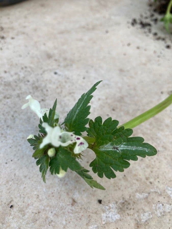Lamium 11