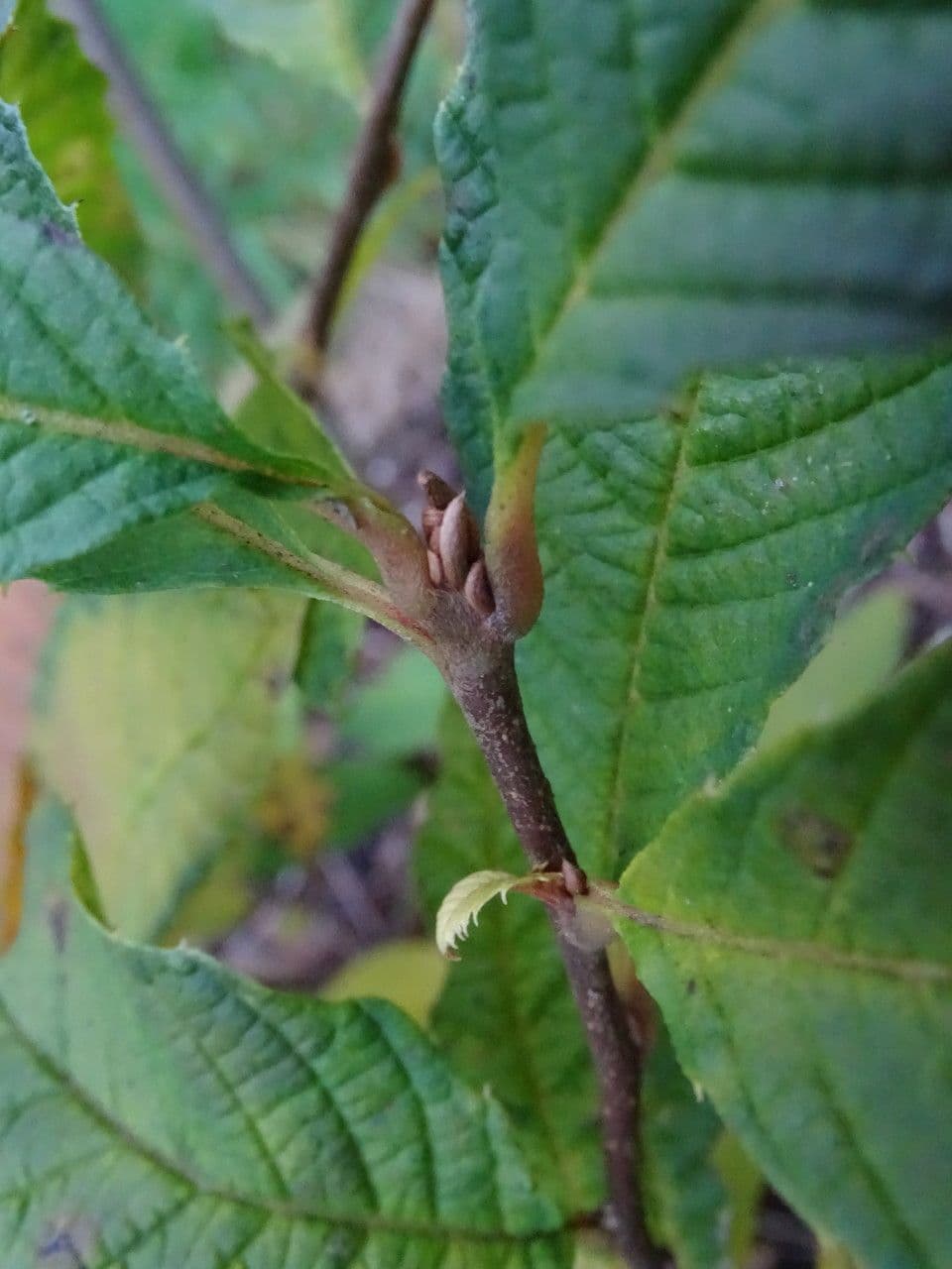 Meliosma 3