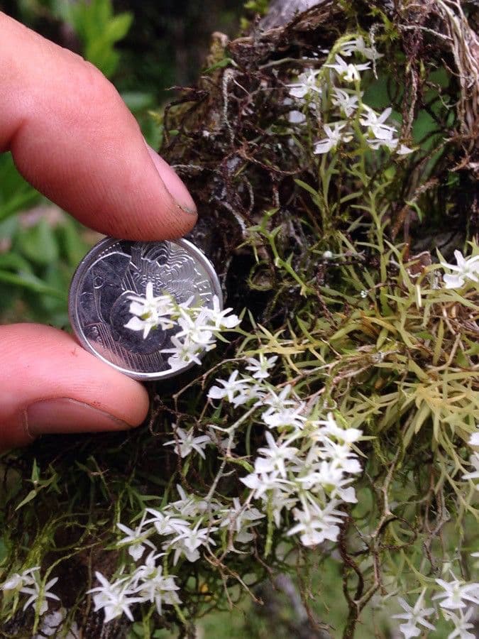 Phymatidium delicatulum
