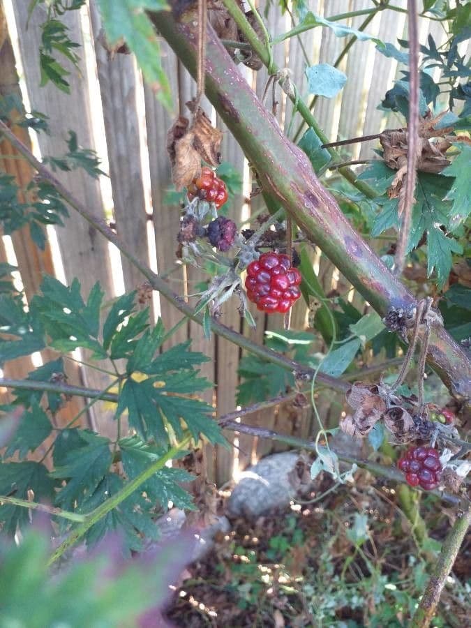 Schlitzblättrige Brombeere