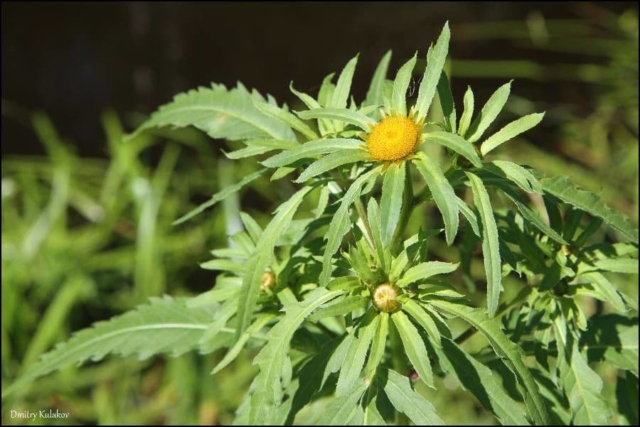 Bidens radiata 10