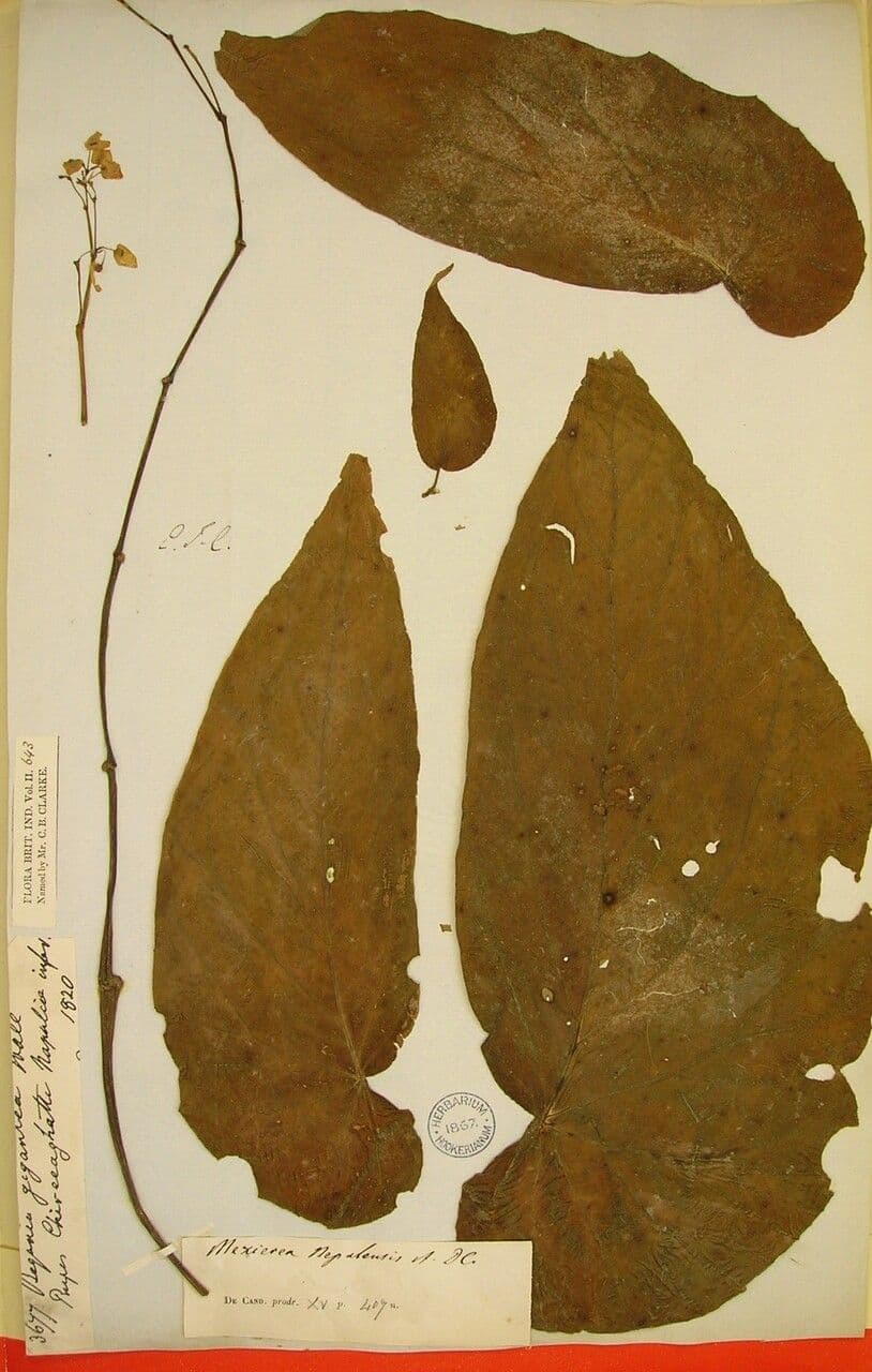 Begonia 7