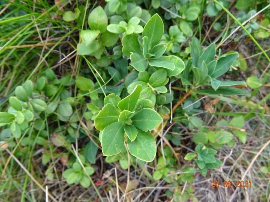 Daphne blagayana 9