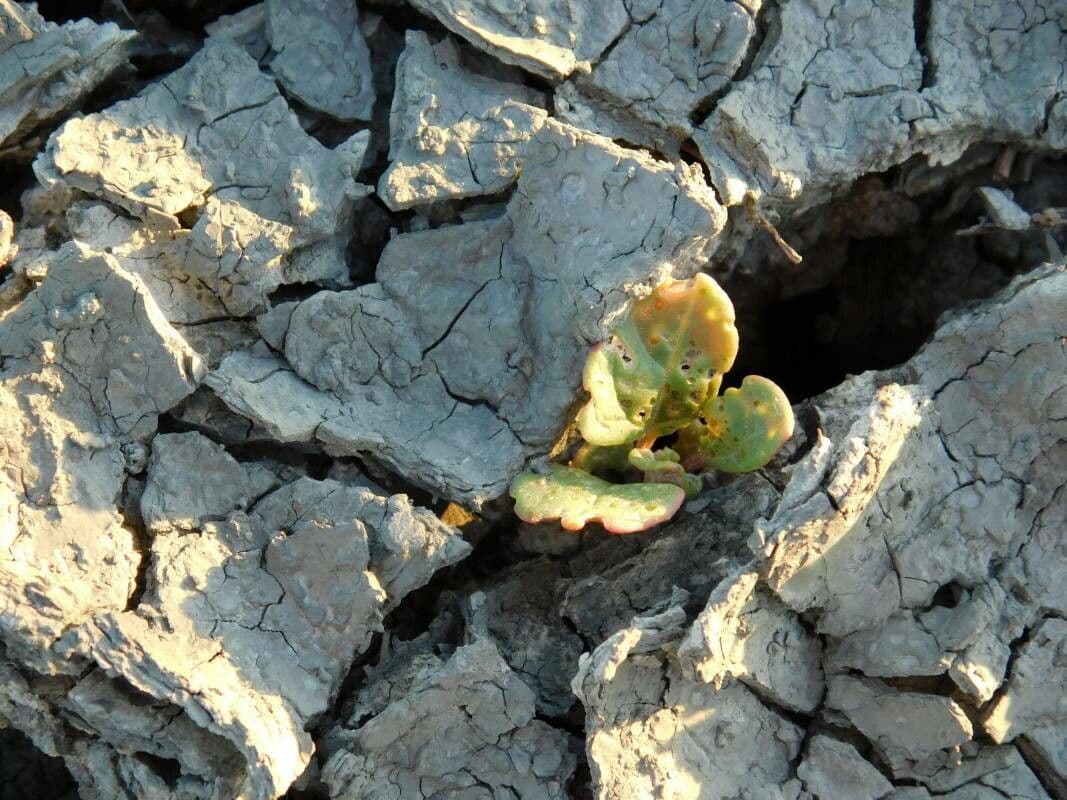 Chenopodiopsis