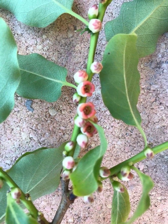 Diospyros 9