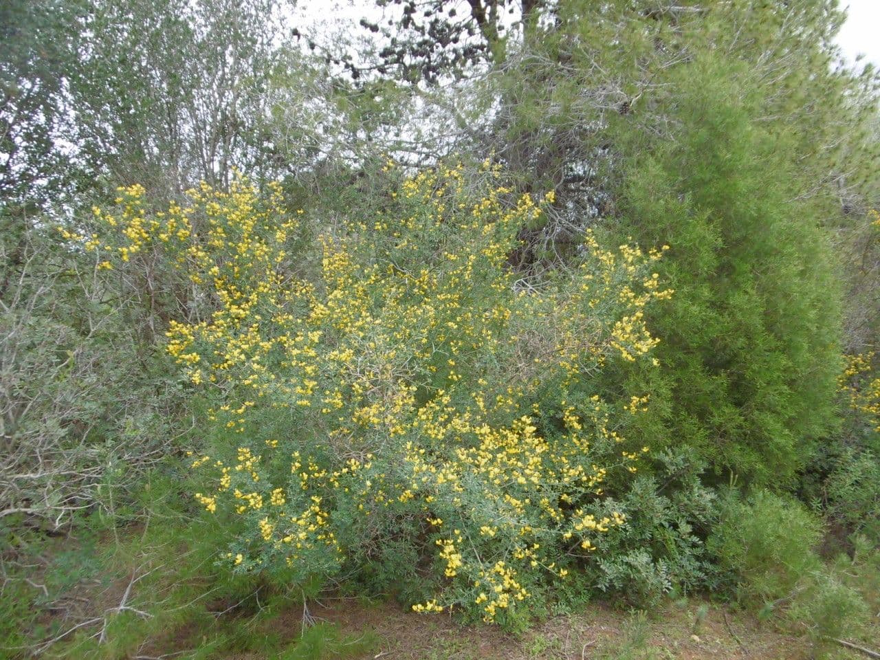 Calicotome spinosa 10