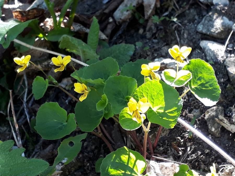 Viola biflora 21