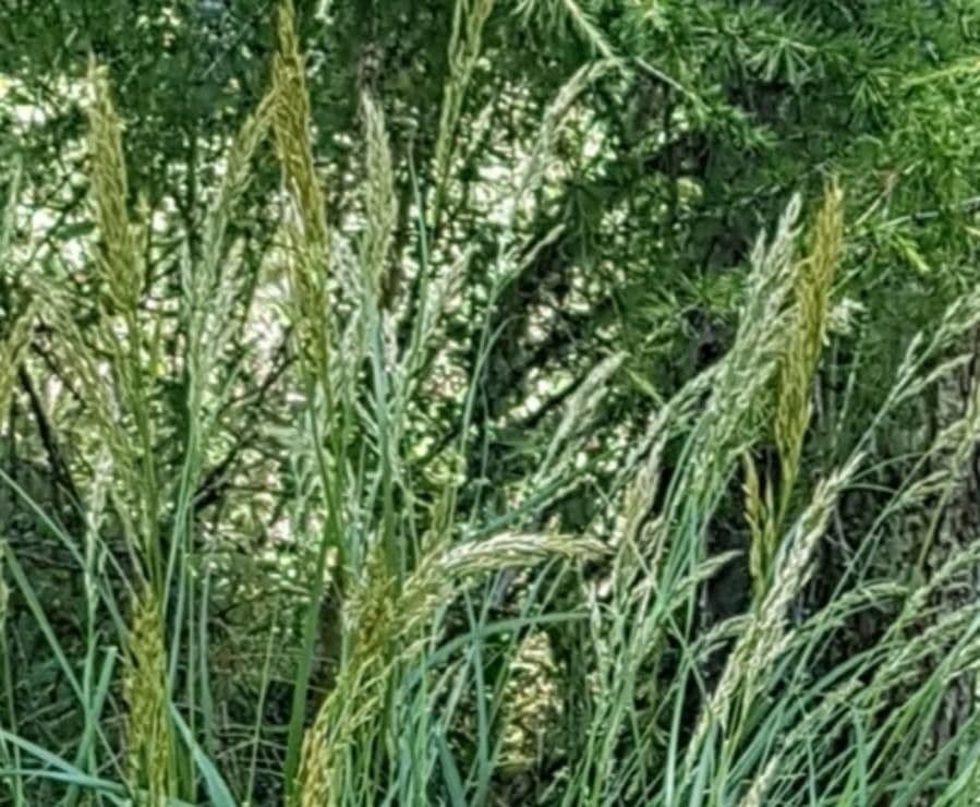 Festuca ovina 5