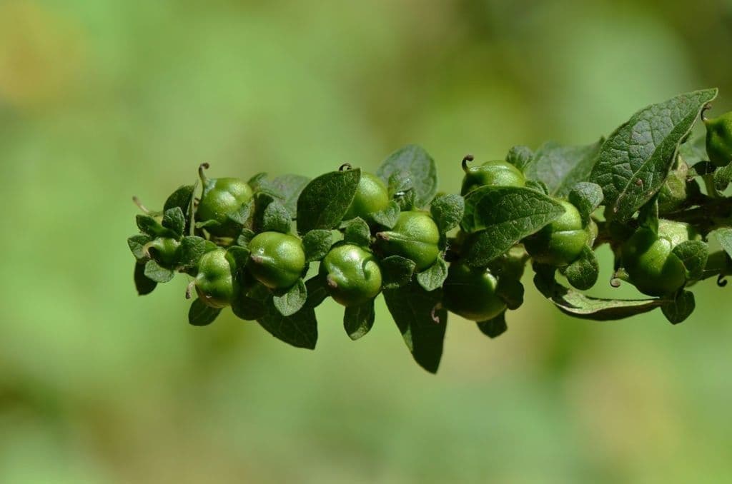 Dasistoma 4