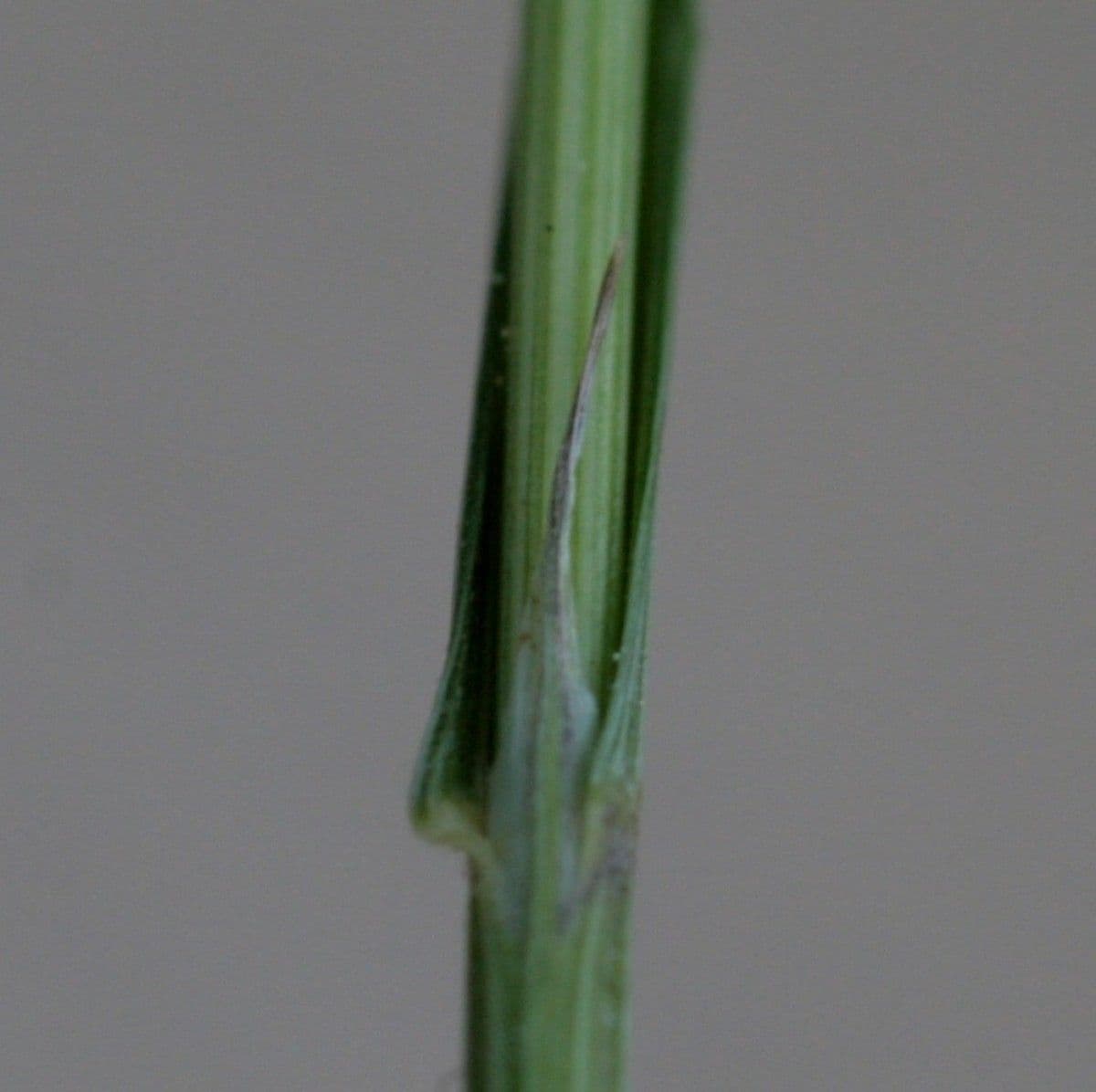 Melica uniflora 21