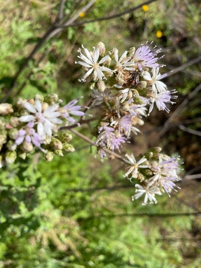 Baccharoides 2