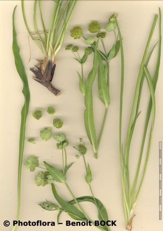 Bupleurum stellatum 23