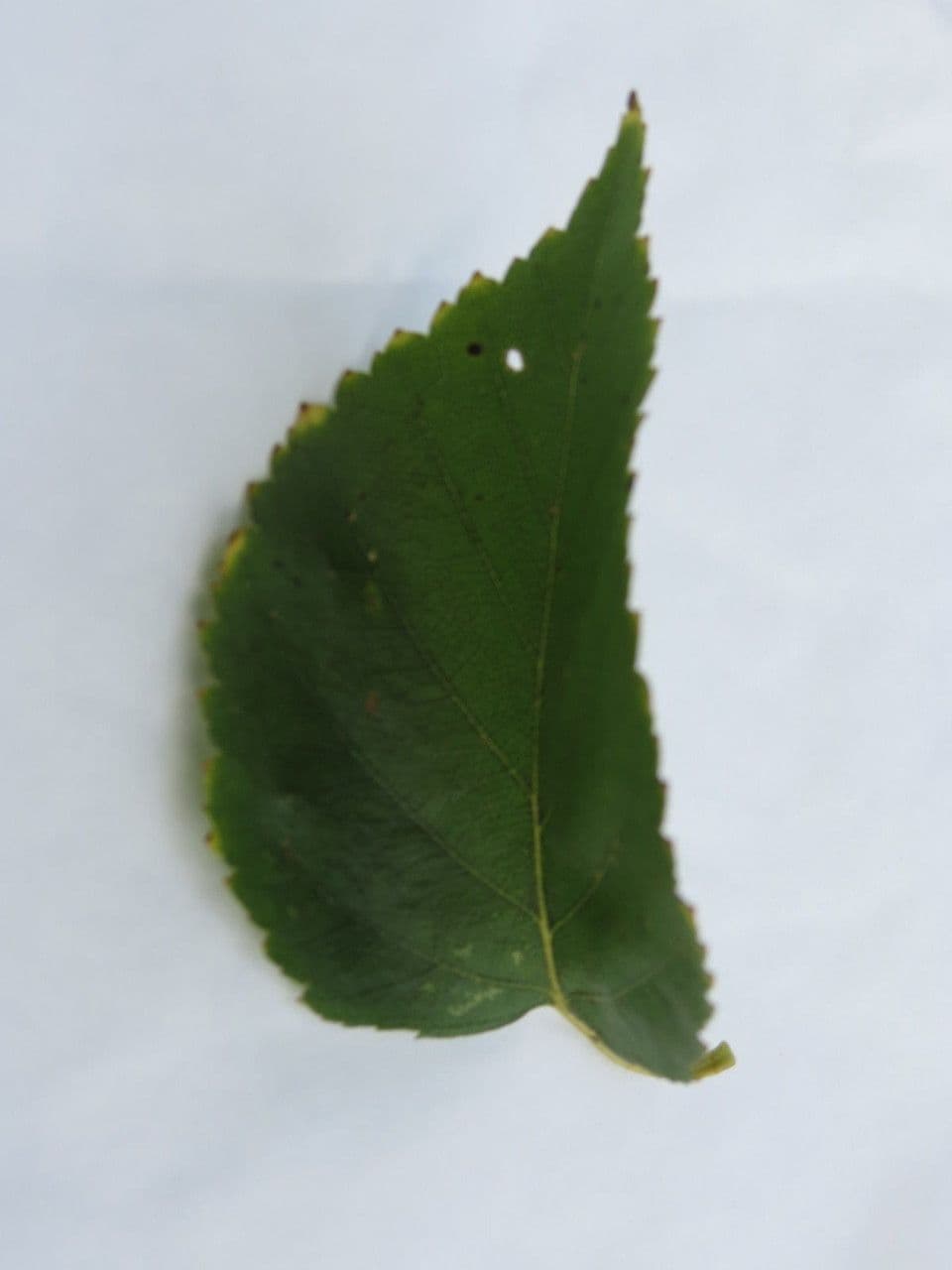 Brzoza himalajska 26