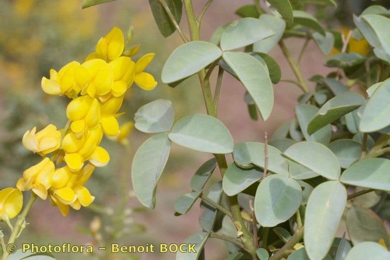 Adenocarpus 17
