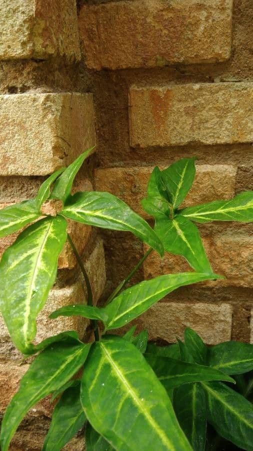 Syngonium 4