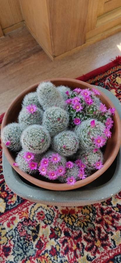 Kakteus lasiacantha