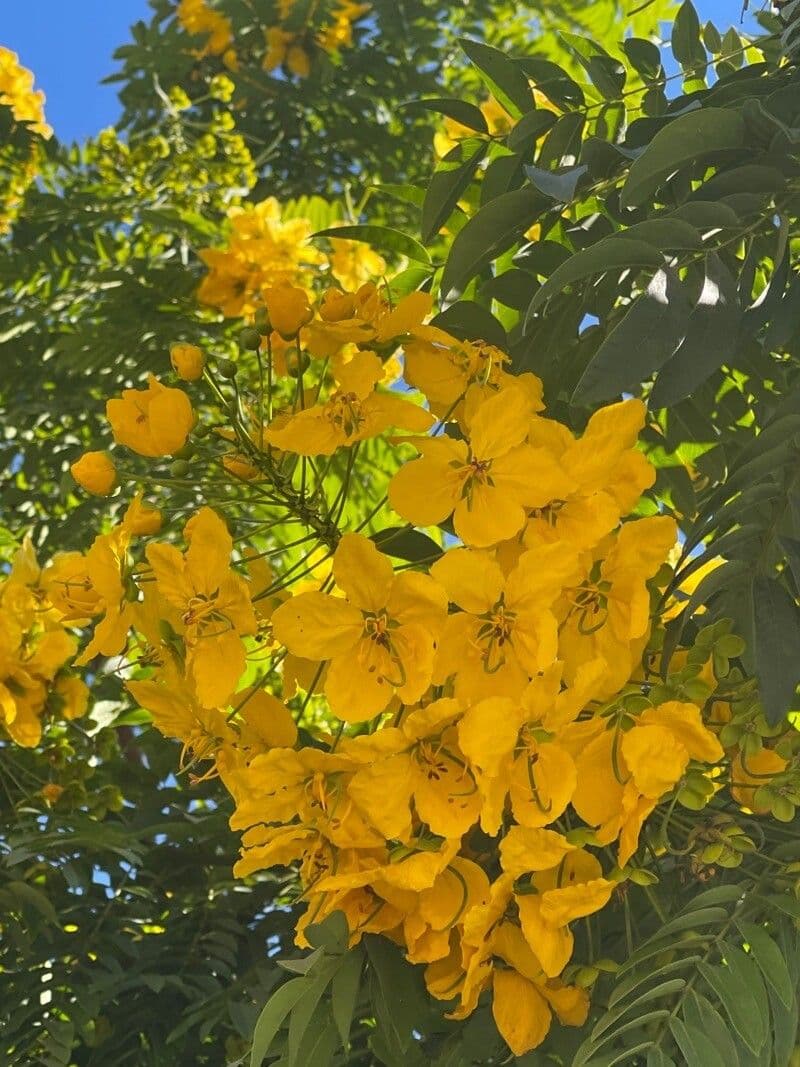 Cassia 9