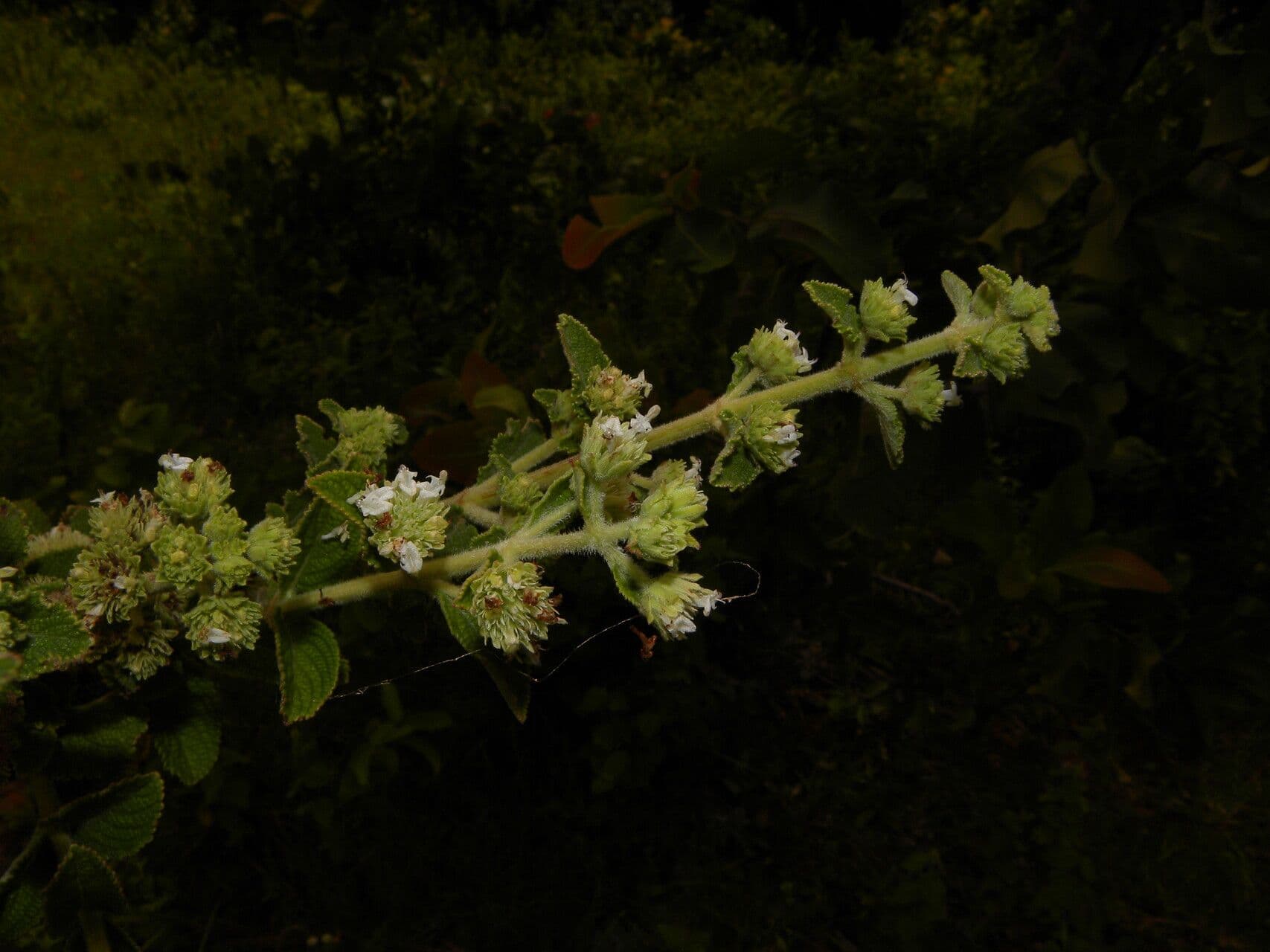 Hyptis 8