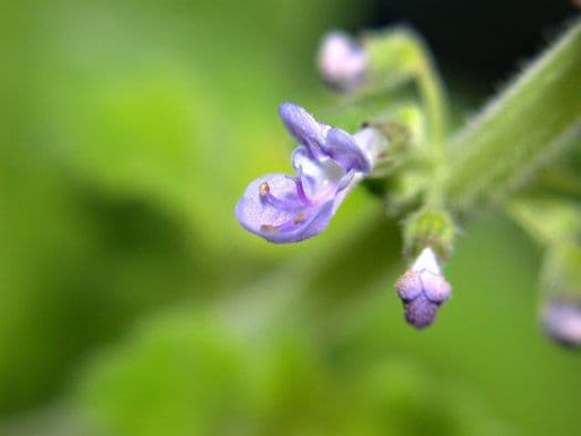 Plectranthus Parviflorus 2
