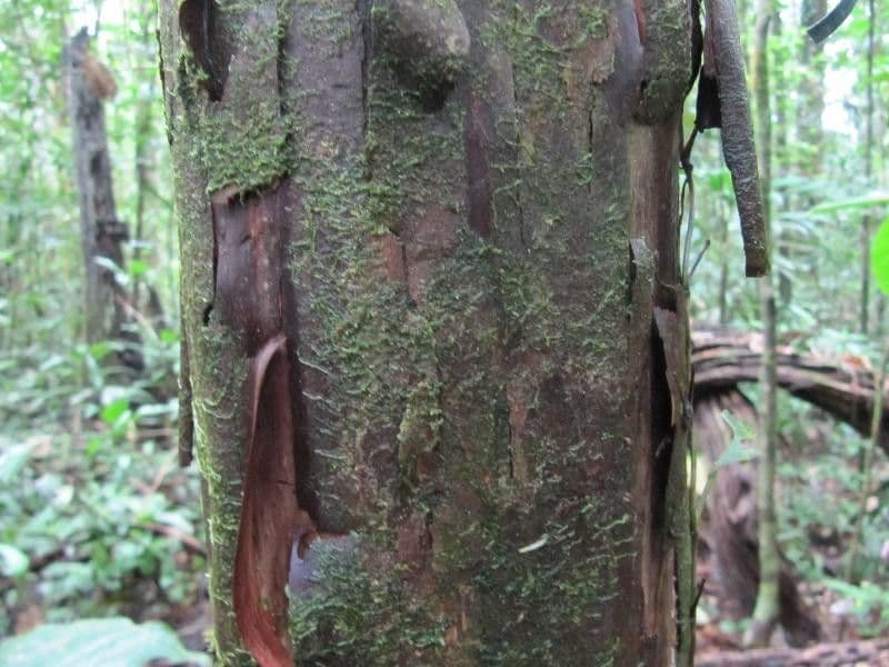 Pouteria 5