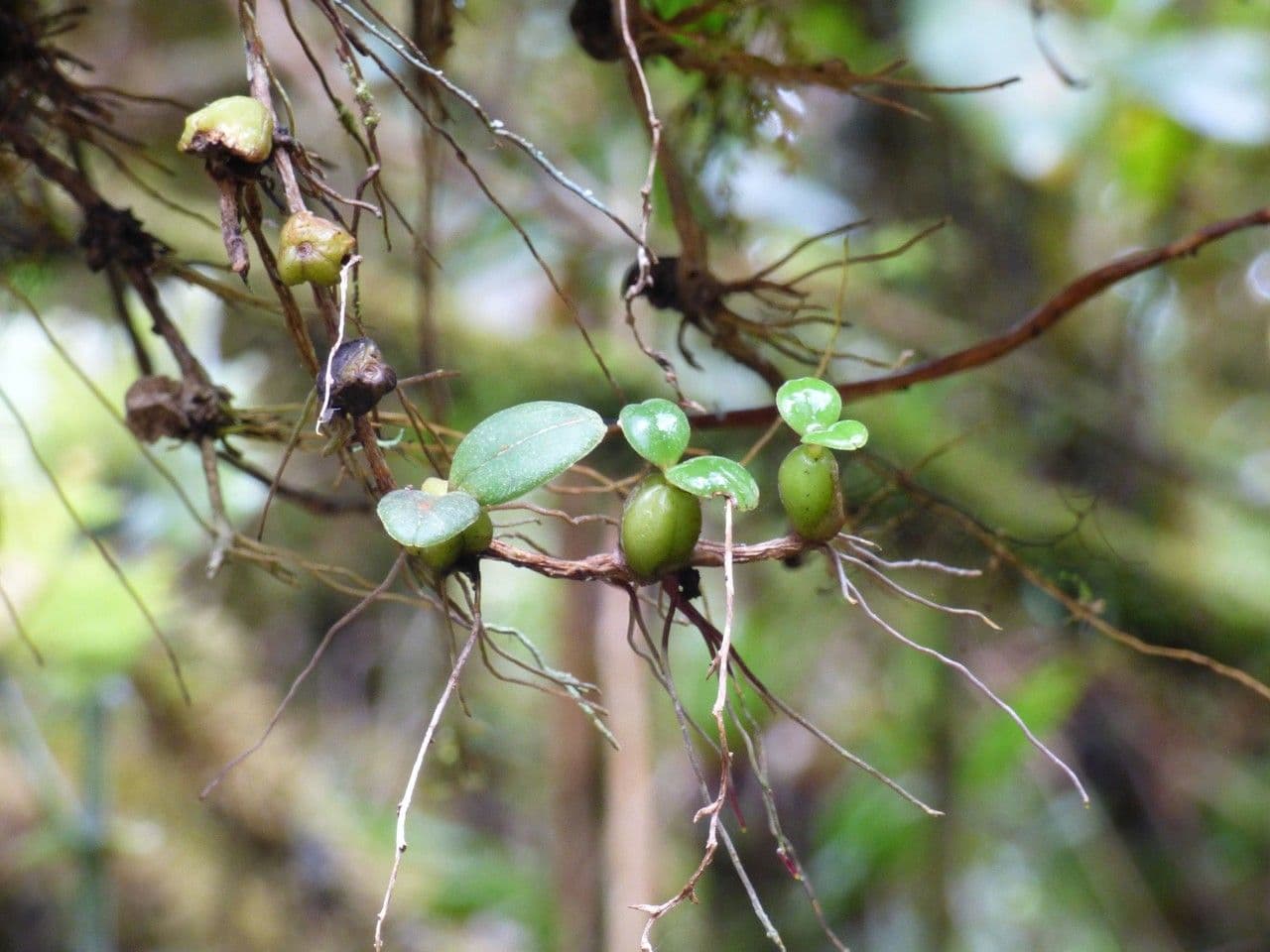 Bulbophyllum 11