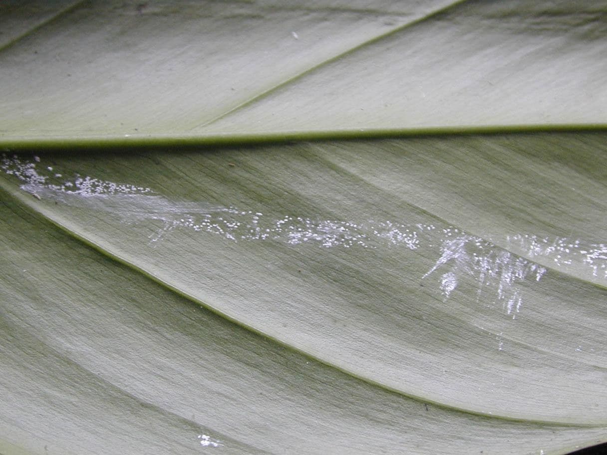 Philodendron 3