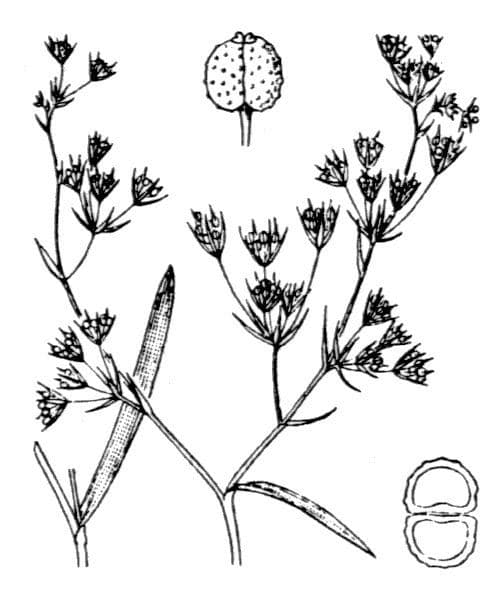 Bupleuro composto 13