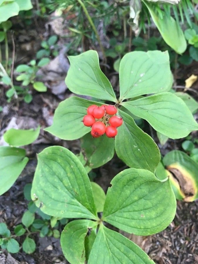 Cornus de Canadá 5