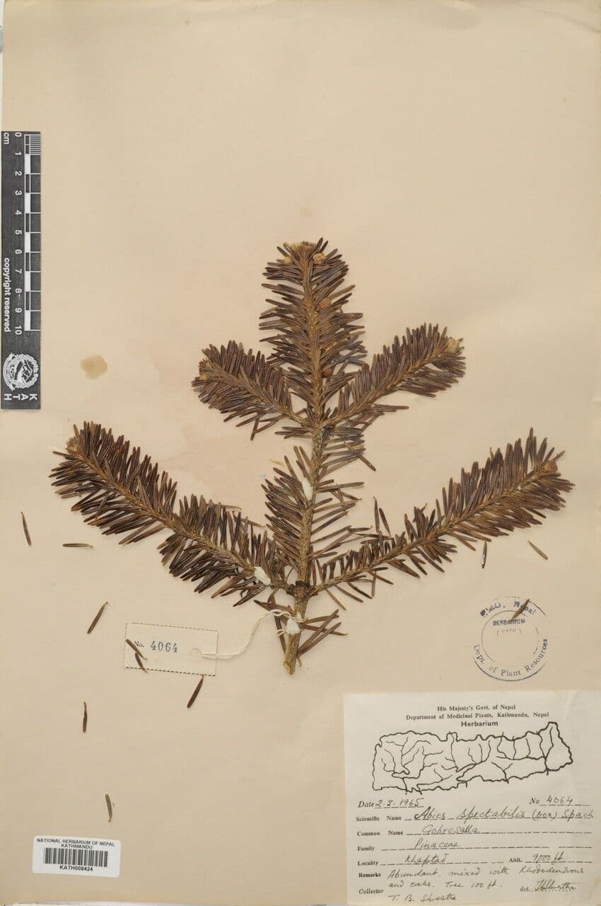 Abete dell'Himalaya 9