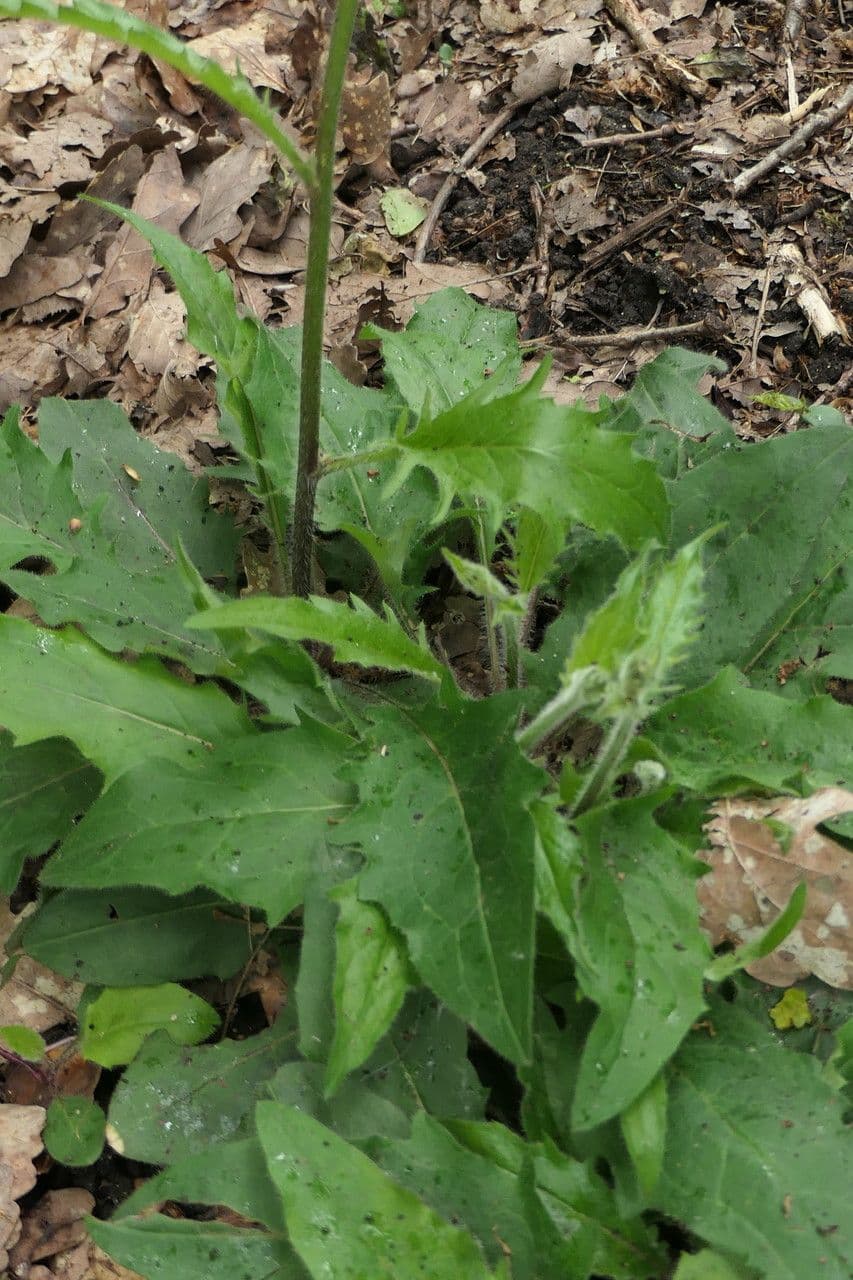 Lachenals Habichtskraut 18
