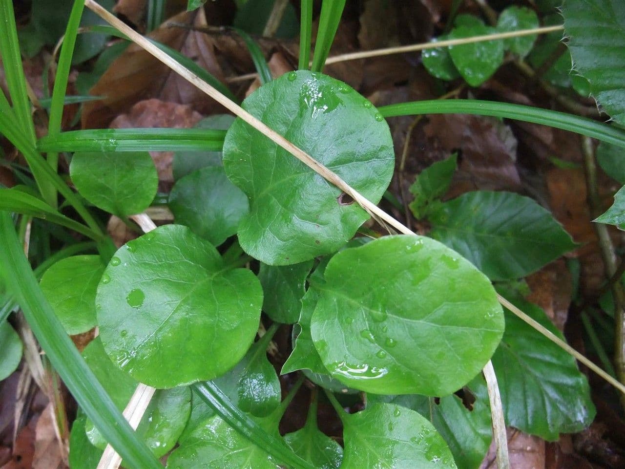 Round-leaf wintergreen 19