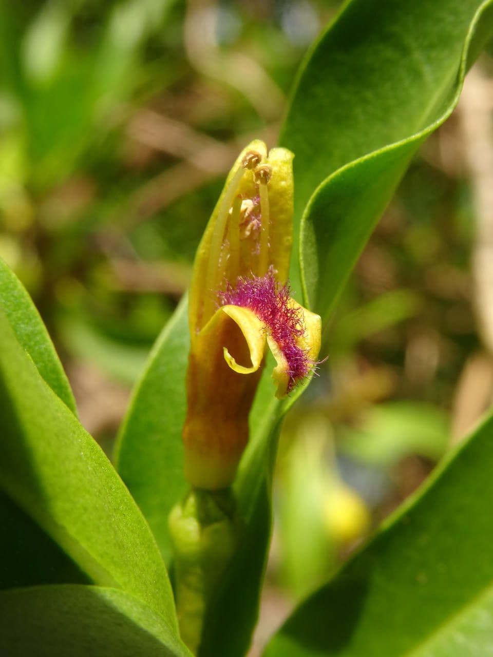 Bontia 10