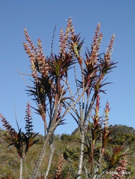 Dracophyllum 12