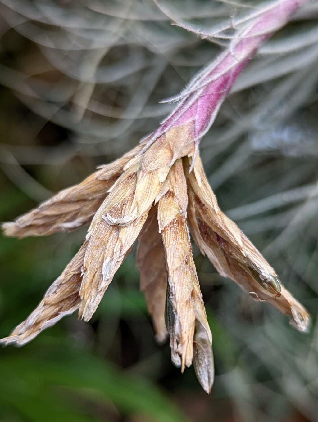 Tillandsia 2