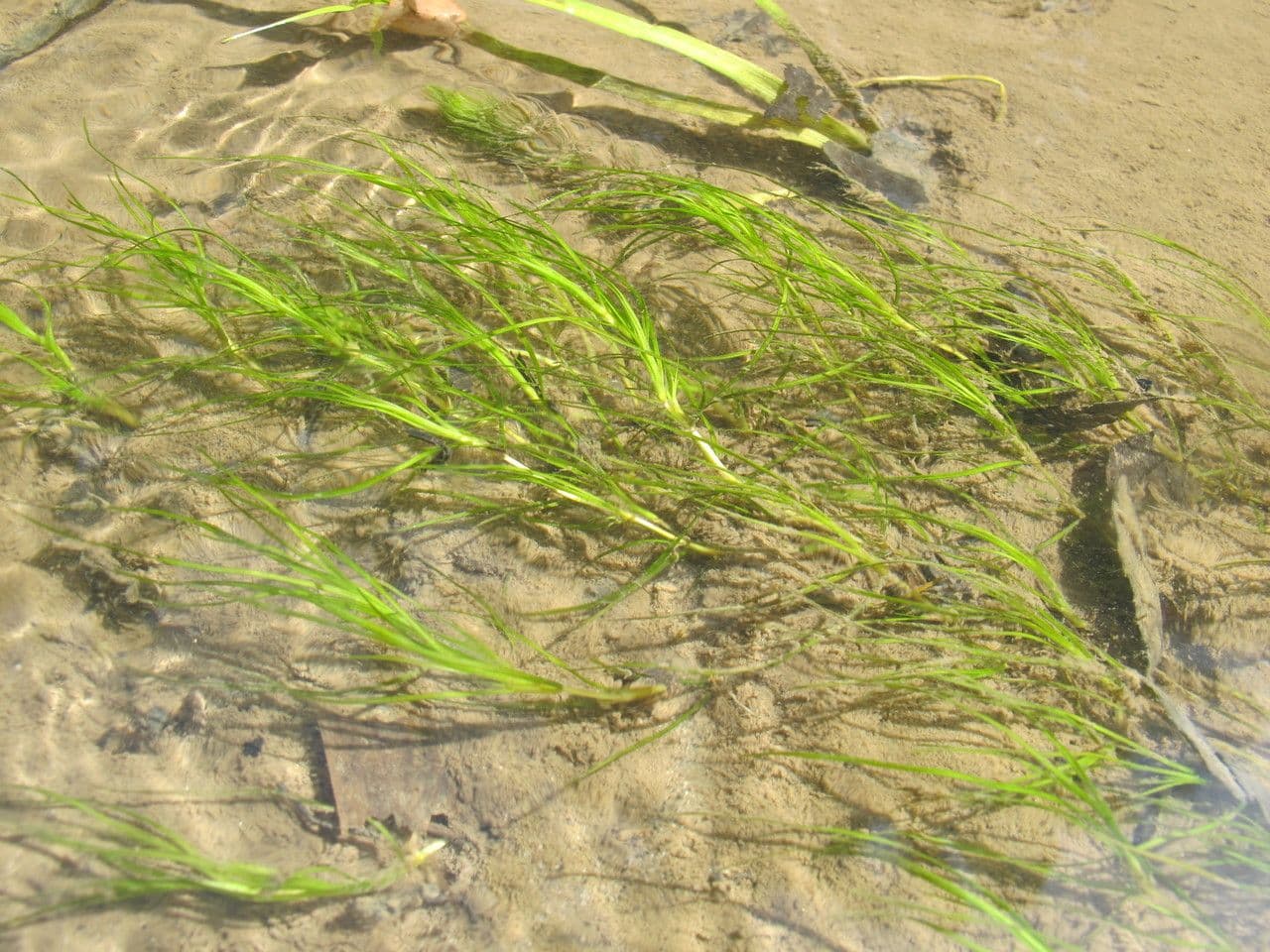 Zanichellia palustre 13