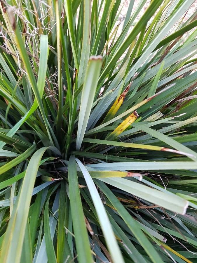 Dianella 11