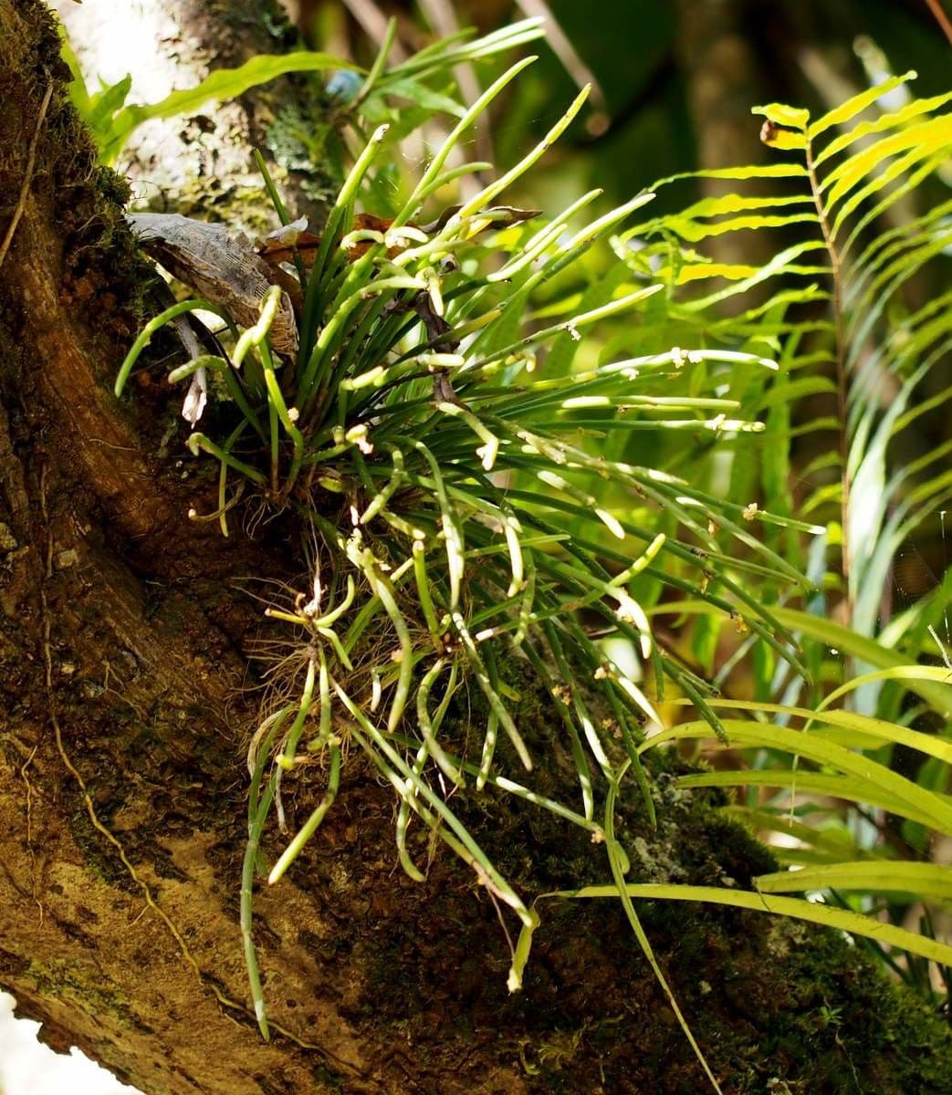 Ceratostylis 7