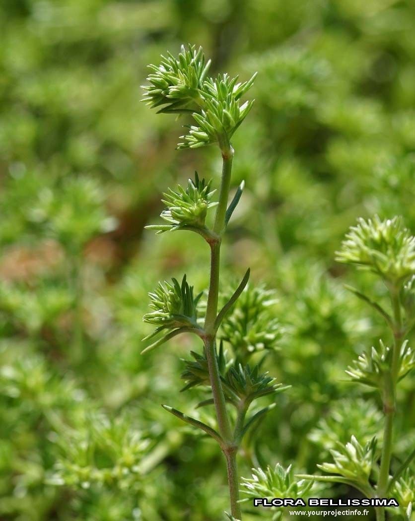 Centonchio annuale 22