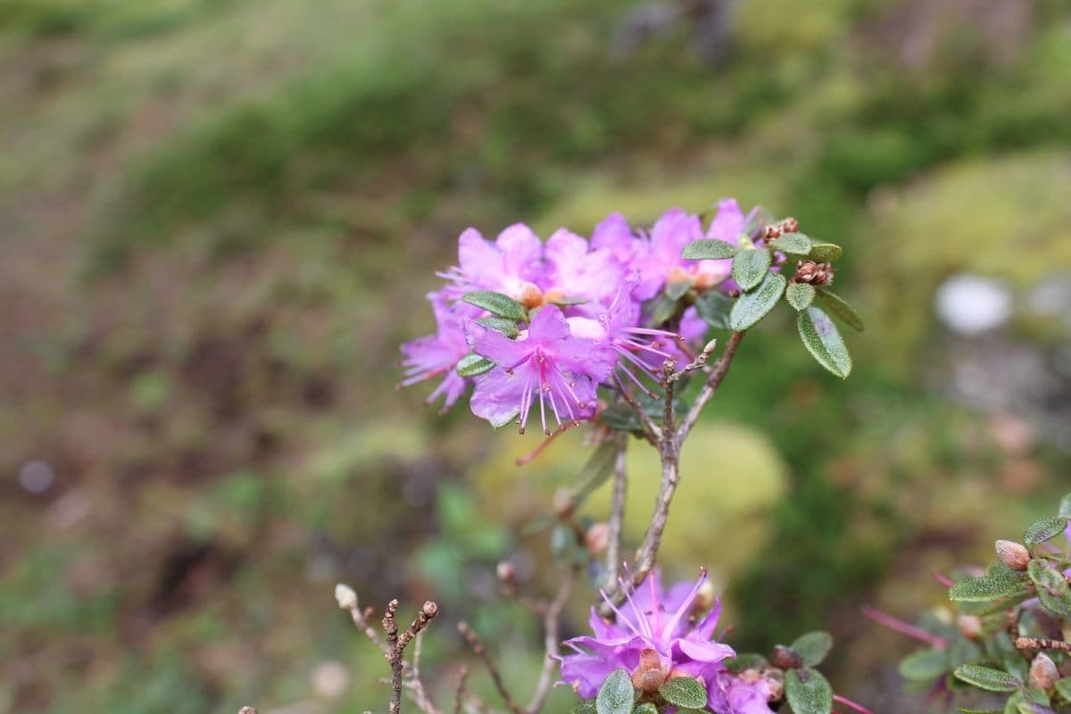 Alpenrose 3