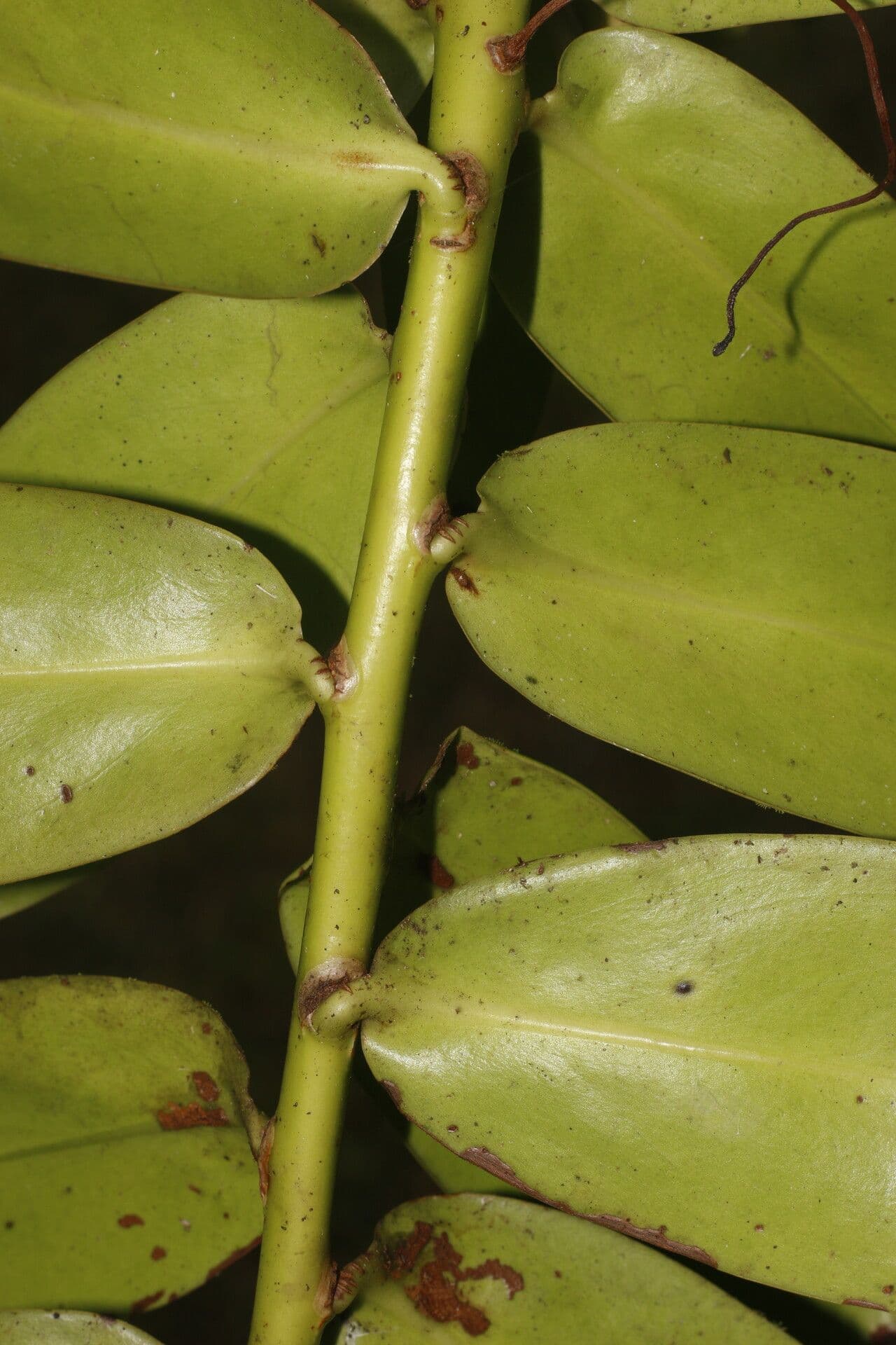 Marcgraviastrum 8