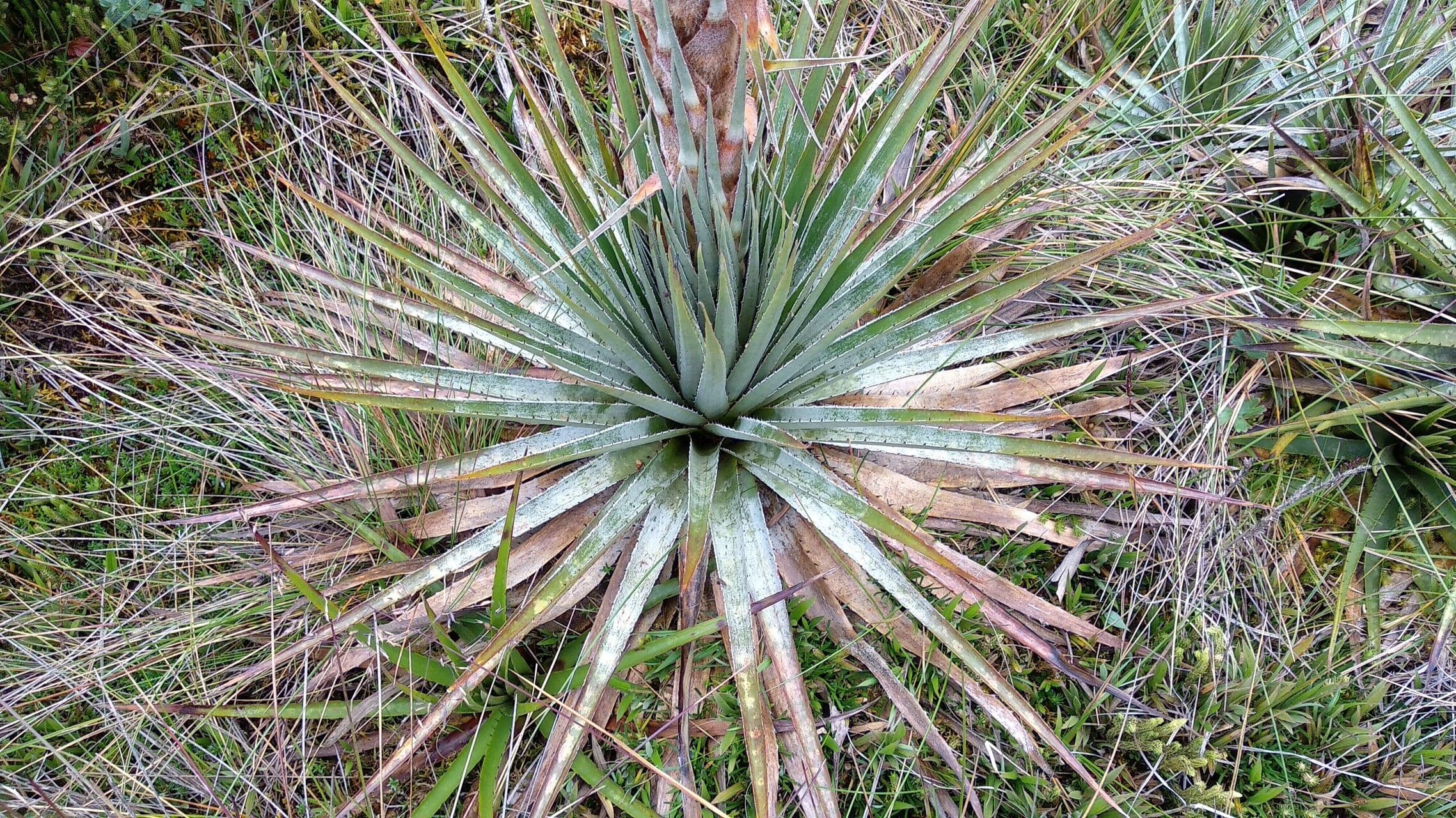 Puya 6