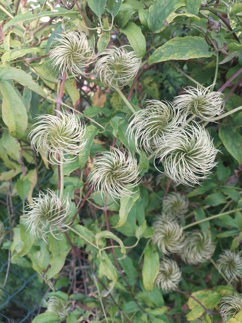 Clematis 7