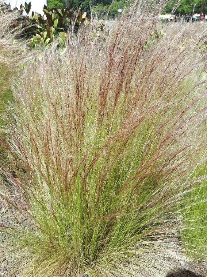 Elymus elymoides 9