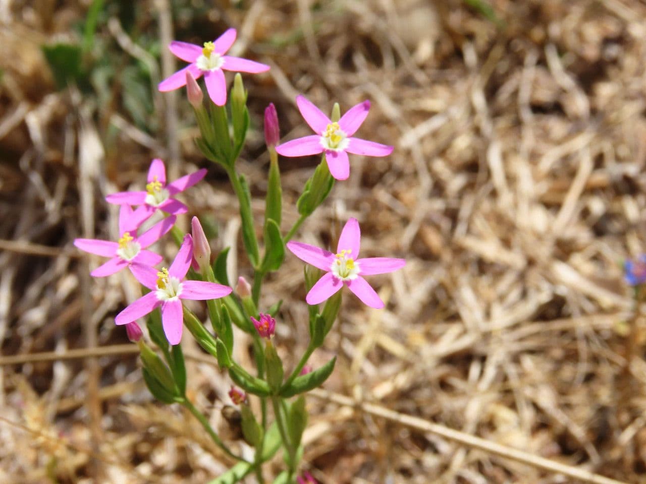 Centaurella tenuiflora 2