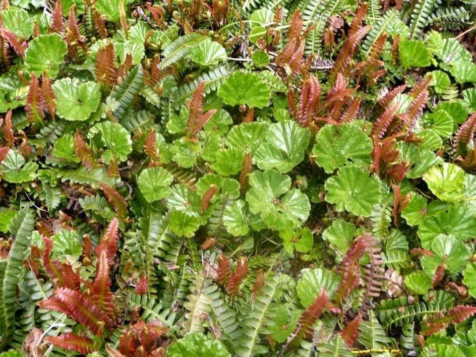 Magellan-Gunnera 9