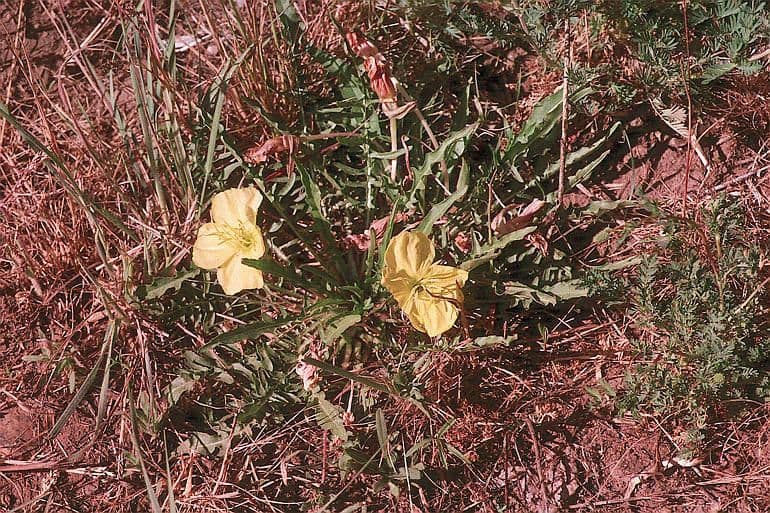 Enagra gialla 9