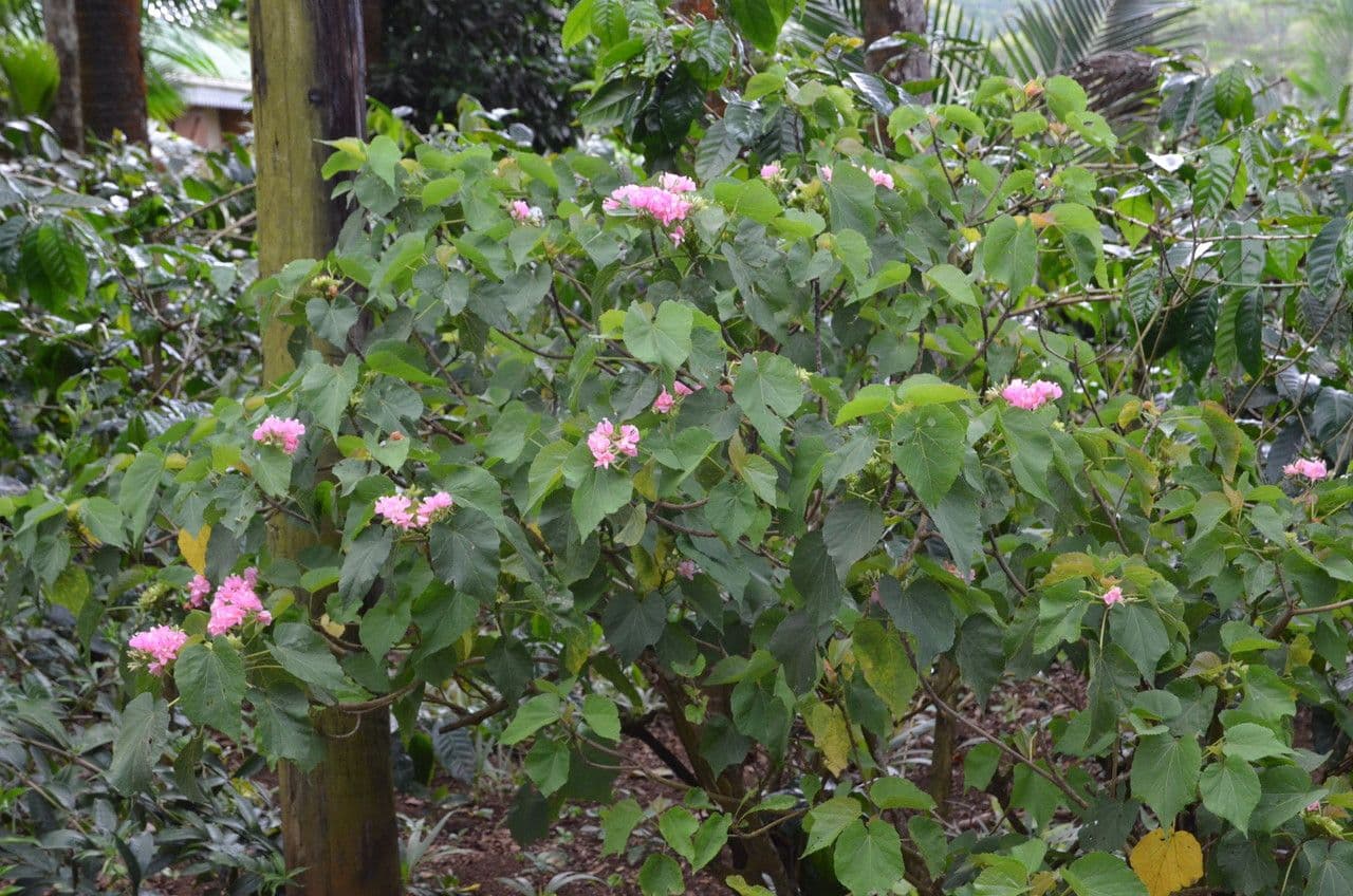 Dombeya 15